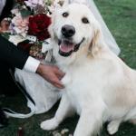 LizandShaunPreviews-8
